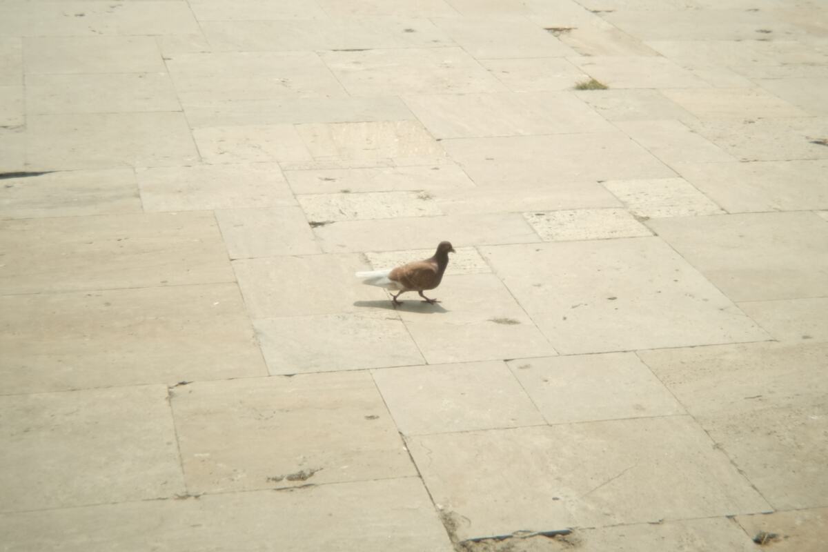 A bird against the sky
